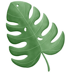 monstera leaf 