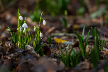 Spring white flower of Bledule - Leucojum vernum with green leaves in wild nature in floodplain forest. Spring flower