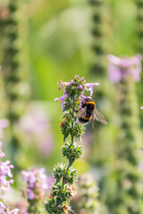 A bee collects pollen on Purple Betony flowers or Betony, Wood Betony, Bishopwort, Bishop's Wort.