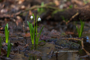 Spring white flower of Bledule - Leucojum vernum with green leaves in wild nature in floodplain forest. Spring flower