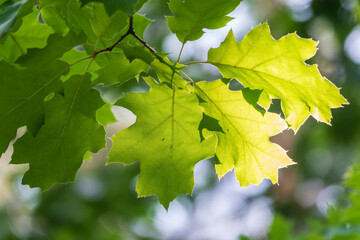 Branches of the northern red oak with green serrated leaves, summer background