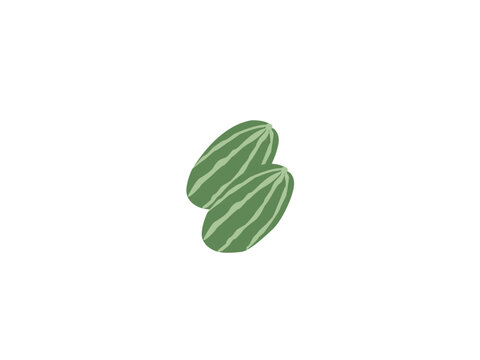 Pointed Gourd Vector Design And white background.