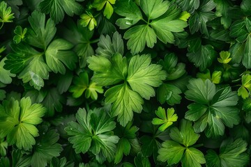 the seasonal beauty of cilantro parsley