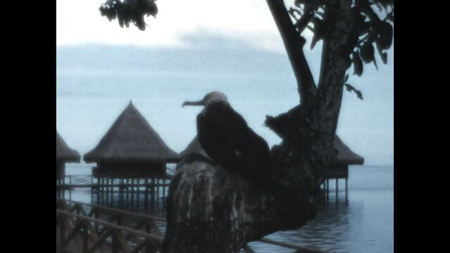 Frigatebird on Tahiti 1971 - A frigatebird rests on the branch of a tree on the island of Tahiti in French Polynesia, 1971.