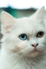 Heterochromia in cats