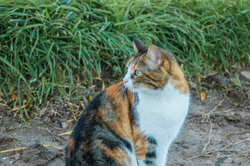 cat staring at a noise I hear