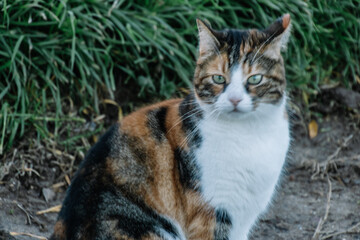 cat staring at a noise I hear