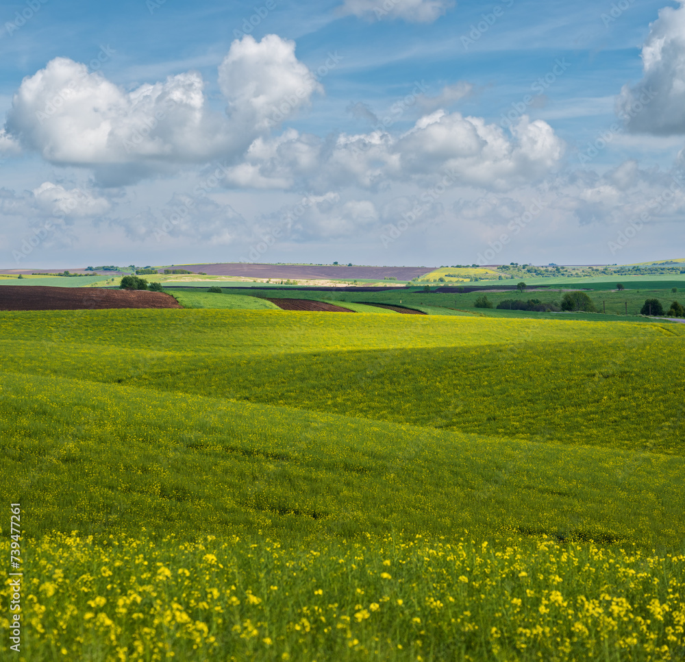 Wall mural spring evening view with rapeseed yellow blooming fields in sunlight with cloud shadows. natural sea