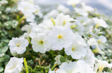 Petals of white petunia flowers. Close-up, selective focus.