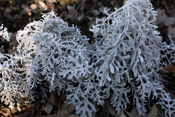 frost on the tree