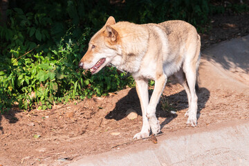 Gray wolf in forest on the green grass. The wolf, Canis lupus