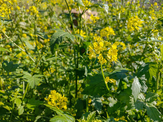 brassicca carinata plant early spring