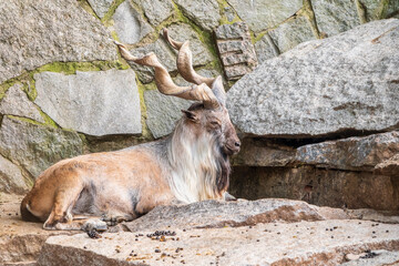 Markhor, Capra falconeri, wild goat native to Central Asia, Karakoram and the Himalayas standing on...