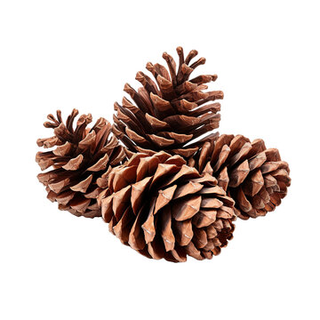 Pile of pine cones isolated on white or transparent background