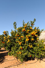Fototapeta na wymiar Orange orchard, trees with fruit ready for harvest