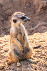 Meerkat, Suricata suricatta, on hind legs. Portrait of meerkat standing on hind legs with alert expression. Portrait of a funny meerkat sitting on its hind legs.