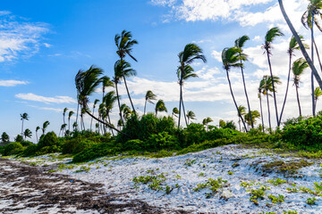Coconut palm trees at beach near the Matemwe village at Zanzibar island, Tanzania