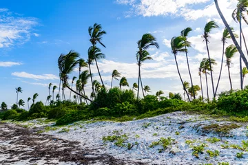 Foto auf Acrylglas Nungwi Strand, Tansania Coconut palm trees at beach near the Matemwe village at Zanzibar island, Tanzania