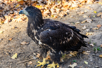 Golden eagle (Aquila chrysaetos). Bird of prey in a cage