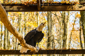 Bald eagle (Haliaeetus leucocephalus). Bird of prey in a cage - Powered by Adobe
