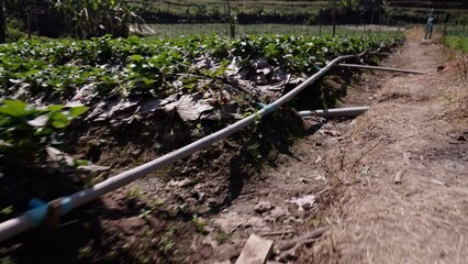 Vegetable garden with irrigation pipes seen from one side - Powered by Adobe
