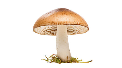 Mushroom close up isolated on white or transparent background