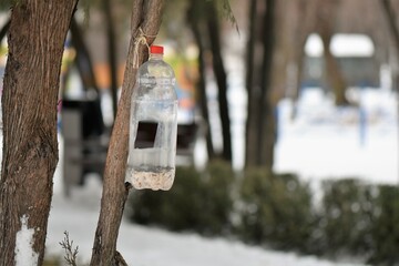 Feeding birds in a plastic bottle on a tree in the park