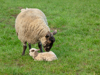 Lambing time in the Yorkshire Dales.  A newborn lamb, born in February, early in the season and being nuzzled by her mother.  Concept: A mother's love.  Horizontal.  Space for copy.