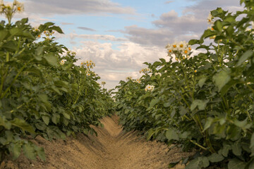 a potato field with two beds of blooming potato plants in the countryside closeup
