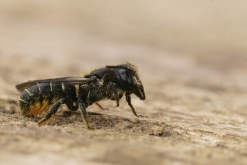 Detailed closeup on a female Large- headed armoured resin bee, Heriades truncorum sitting on a piece of wood