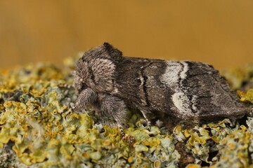 Closeup on an oak marbled brown moth, Drymonia querna sitting on wood