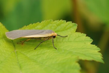 Closeup of a orange yellow, common footman moth, Eilema lurideola sitting on a green leaf