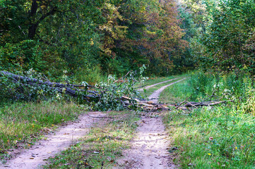 Autumn forest. The forest after the storm. A tree fell on the road