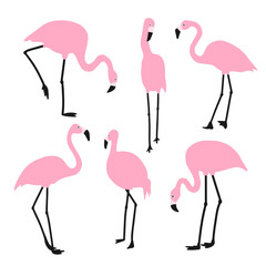 Set of pink flamingos. Exotic birds in different poses. Isolated on a white background.