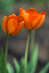 Two orange tulips close-up in the garden. Soft selective focus. Delicate floral spring background. Vertical