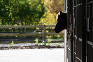 Ausblick. Süßes Pony schaut aus Box heraus