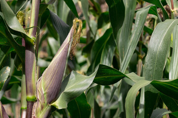 campo de cultivo de maíz, tallo de maíz con elote verde, choclo