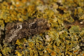 Closeup on the Marbled Minor owlet moth, Oligia strigilis sitting on wood