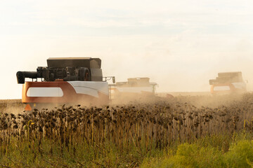 Fototapeta premium Combine harvester harvesting ripe sunflower at sunset.
