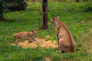 A lynx with offspring in the zoo.