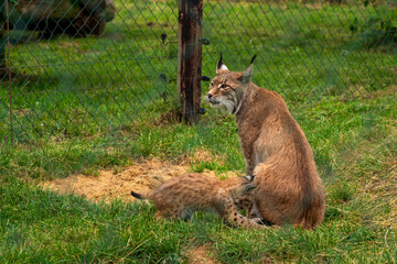 A lynx with offspring in the zoo.
