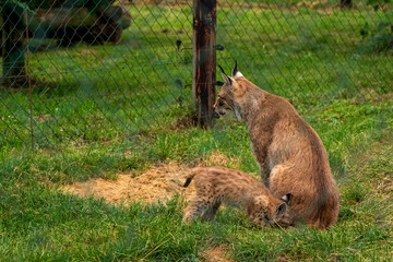 A lynx with offspring in the zoo.