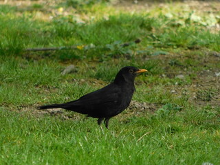 blackbird on the grass 