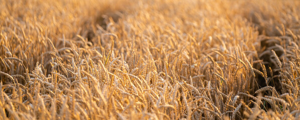 Golden wheat field in sunset