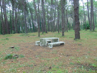 Merendero de piedra en medio de un bosque de pinos