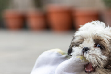 Shih Tzu puppy