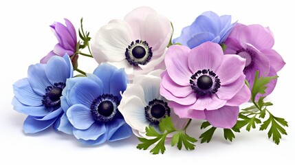 Blue and mauve anemone flowers isolated on white background
