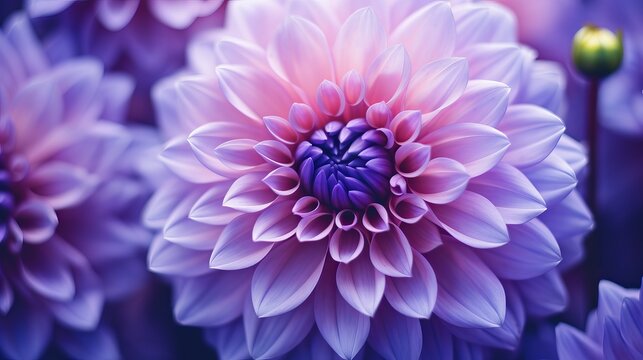 Close up Purple flower macro in vintage color