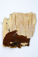 Birch bark. The bark is isolated on a white background.