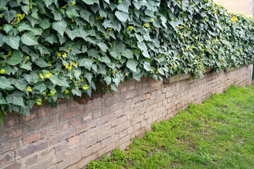 City wall with green fence.